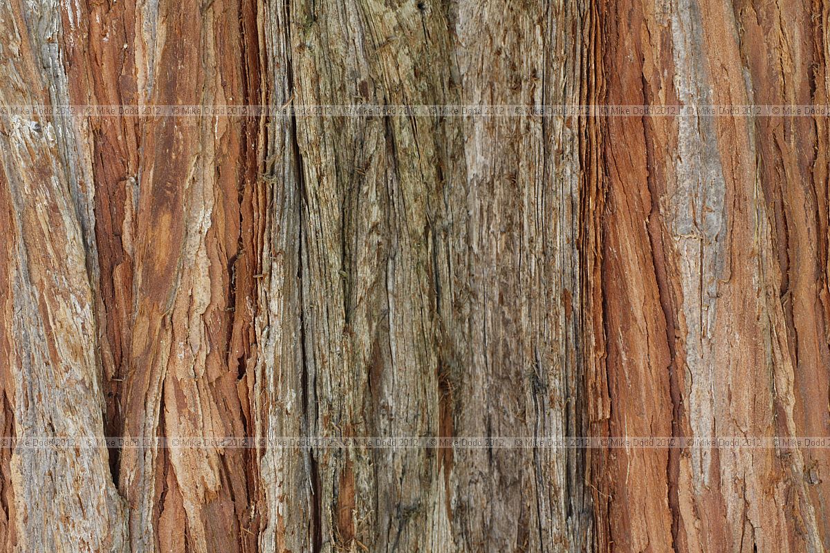 Calocedrus decurrens Incense Cedar