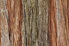 Calocedrus decurrens Incense Cedar