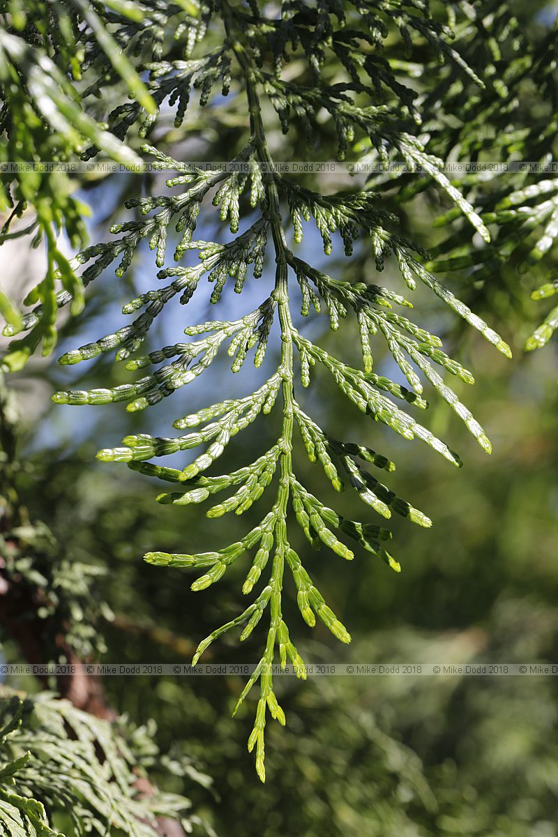 Calocedrus formosana Taiwan incense-cedar