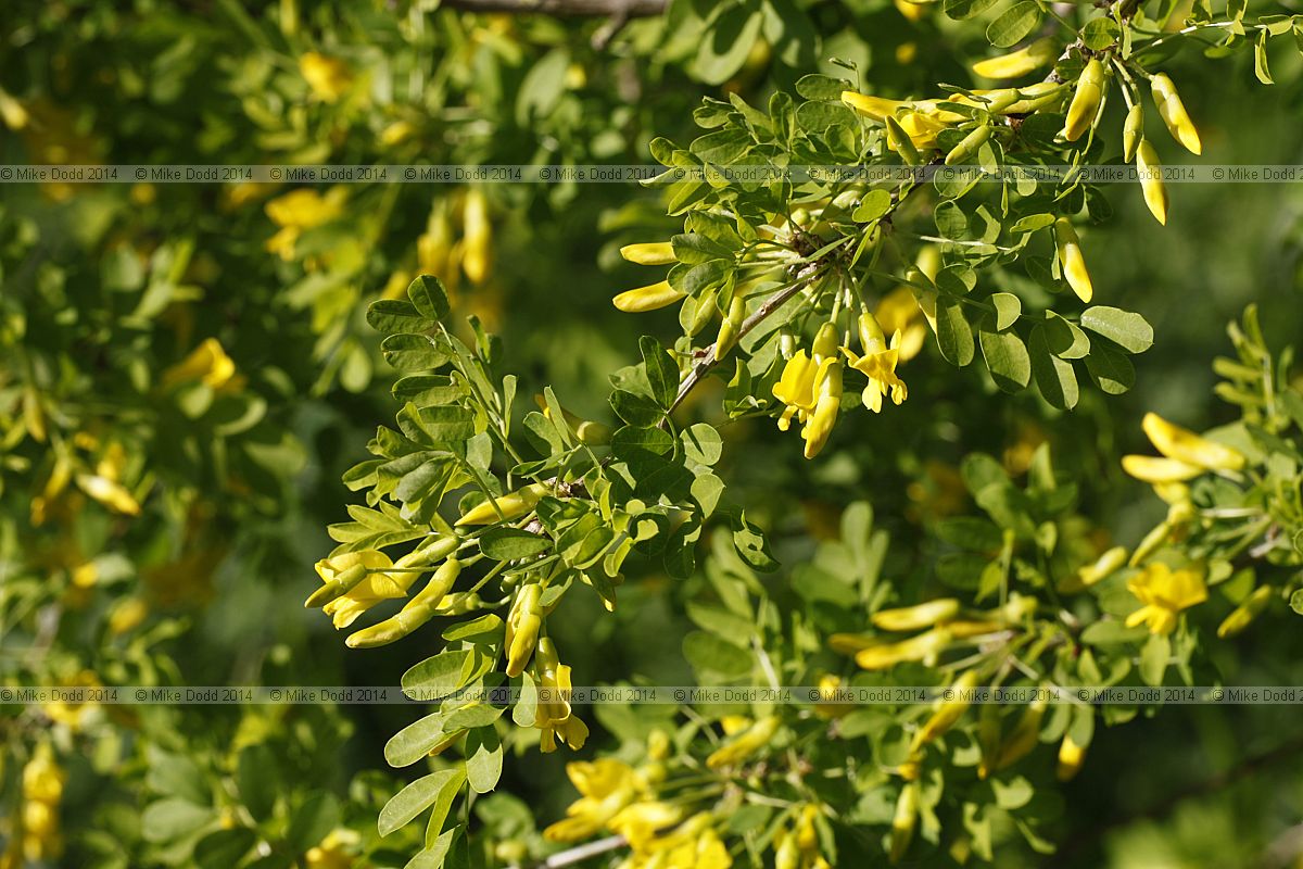 Caragana arborescens