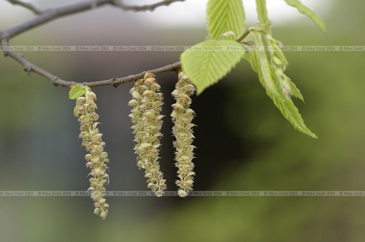 Carpinus betulus Hornbeam