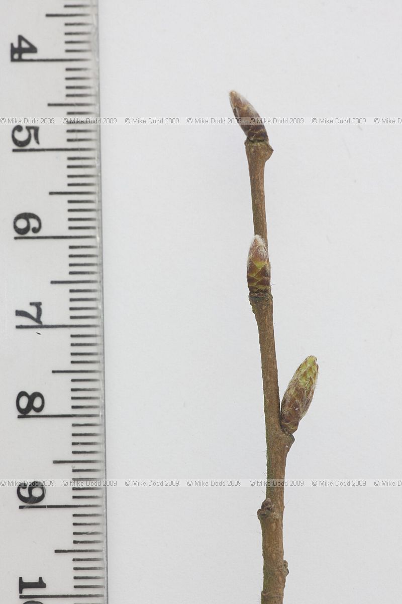 Carpinus betulus Hornbeam