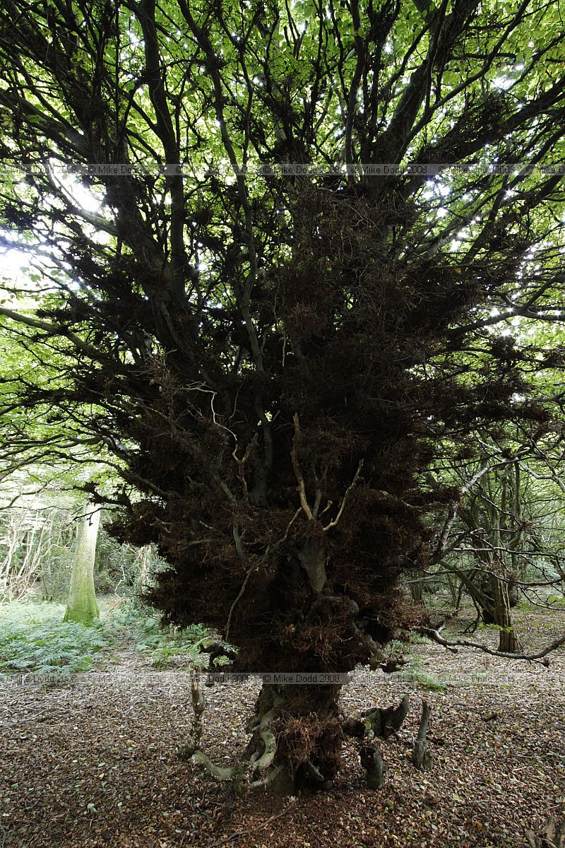 Carpinus betulus Hornbeam