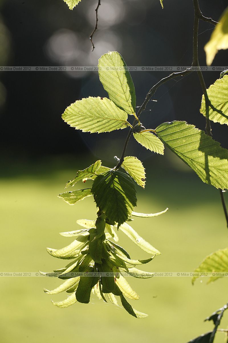 Carpinus betulus Hornbeam