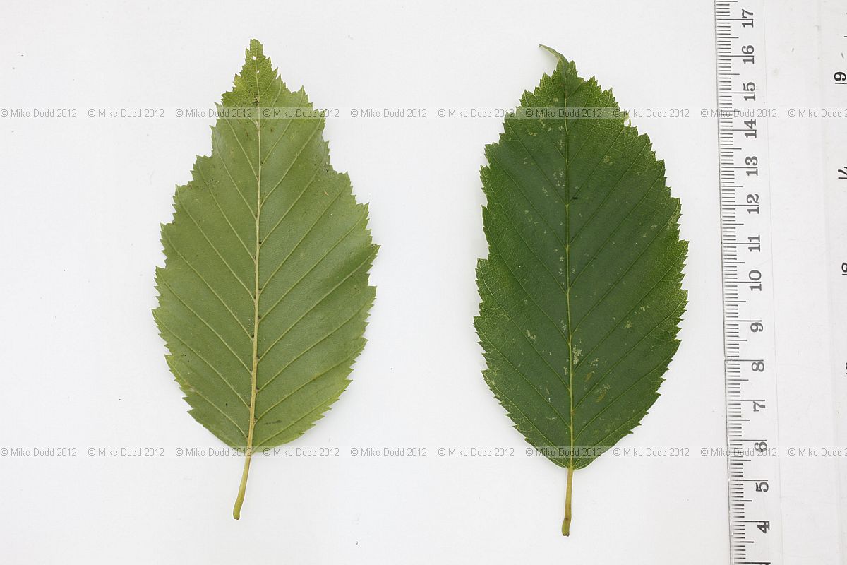 Carpinus betulus Common Hornbeam
