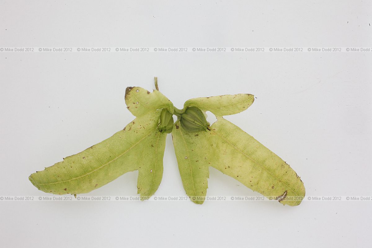Carpinus betulus Common Hornbeam