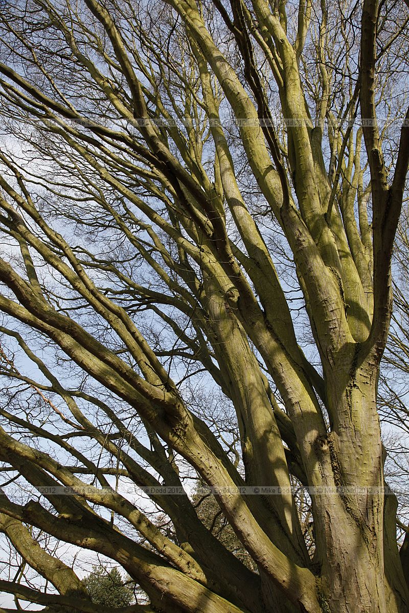 Carpinus betulus 'Fastigiata'