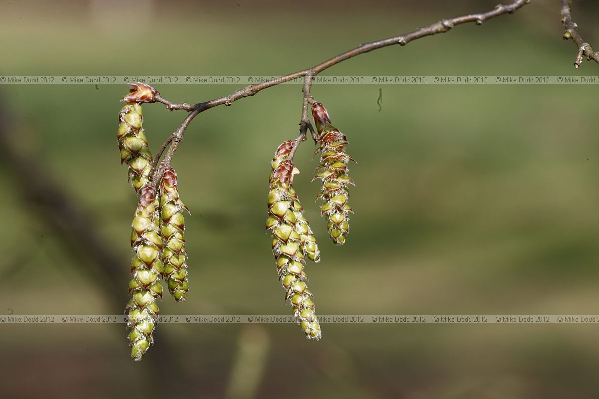 Carpinus betulus Common Hornbeam