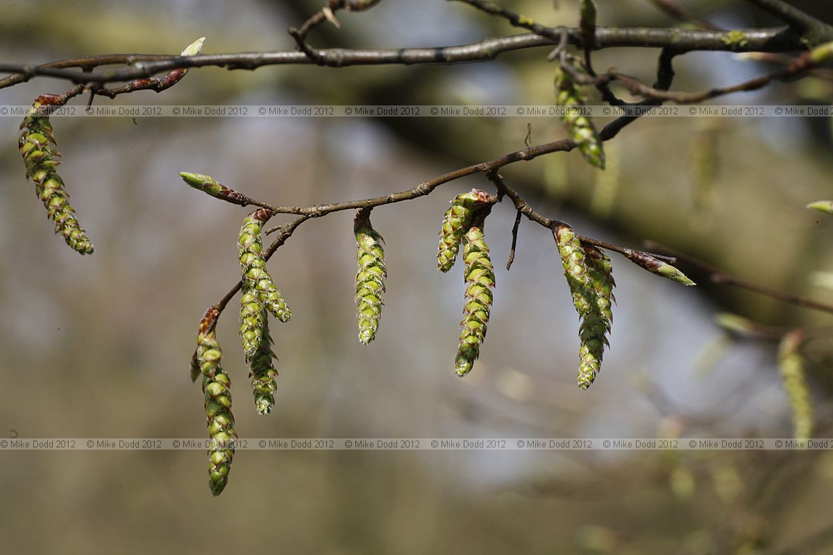 Carpinus betulus Common Hornbeam