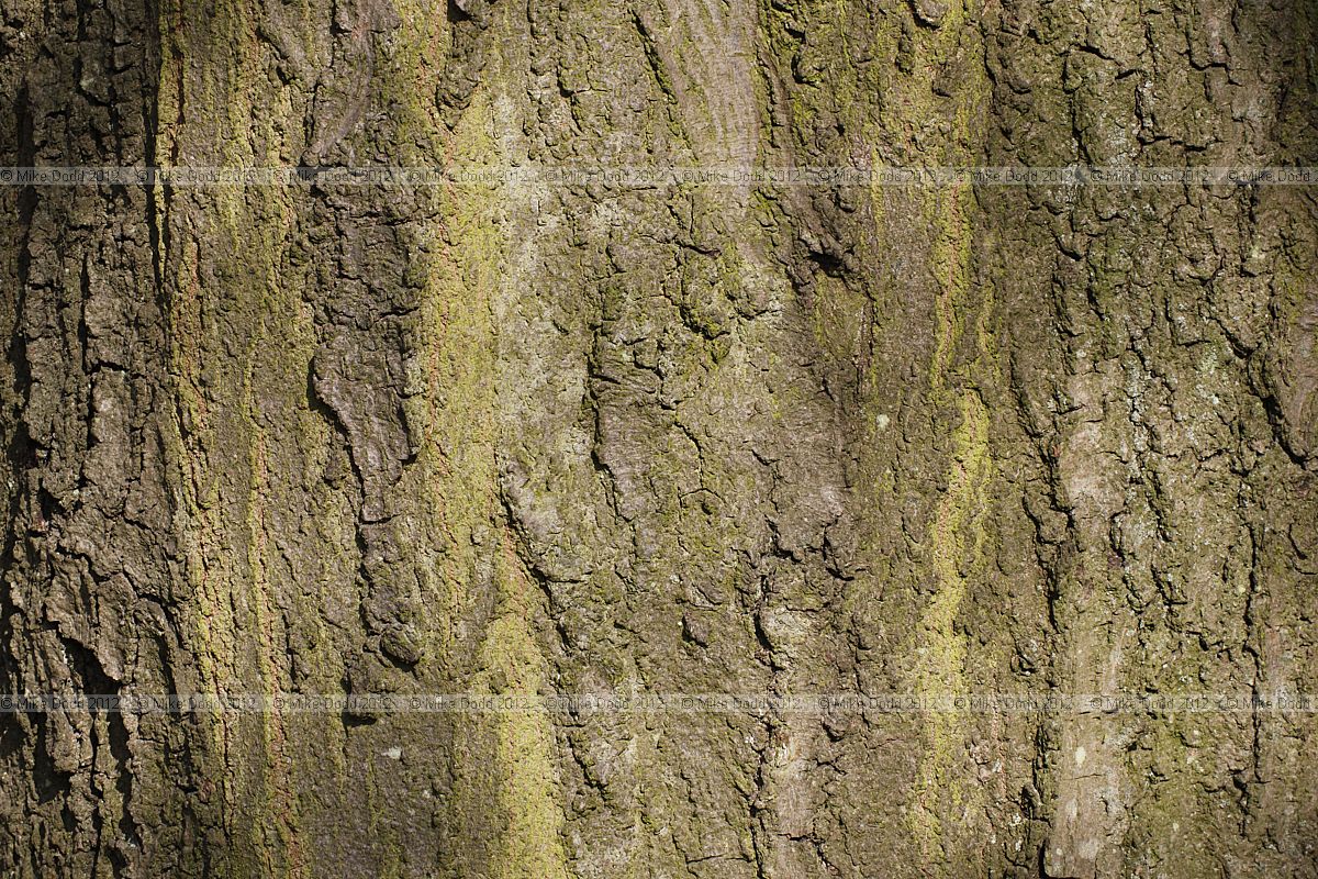 Carpinus betulus Common Hornbeam