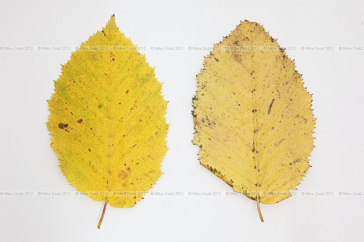 Carpinus betulus Common Hornbeam