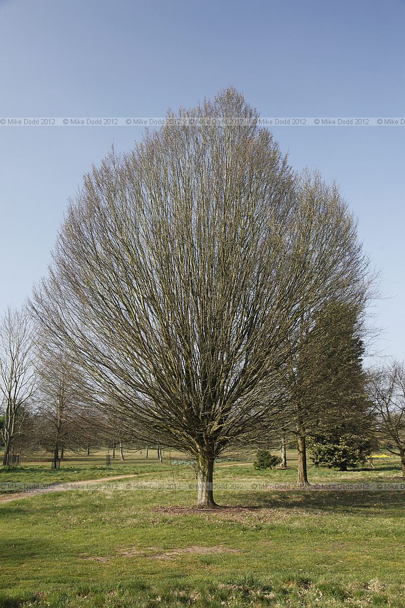 Carpinus betulus 'Fastigiata'