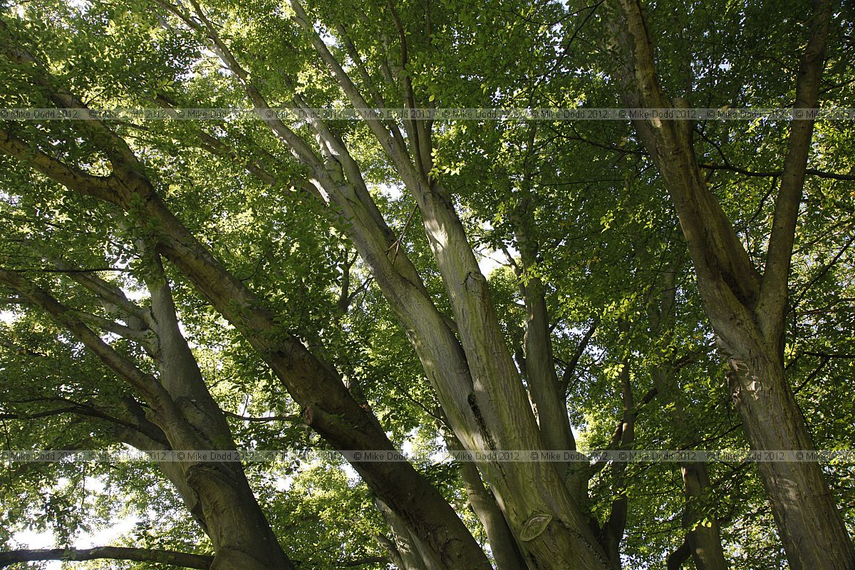 Carpinus betulus 'Fastigiata'