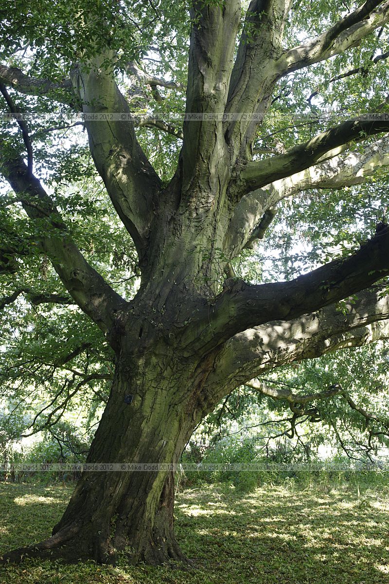 Carpinus betulus 'Incisa'