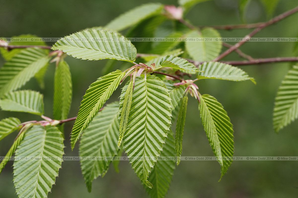 Carpinus japonica Japanese hornbeam