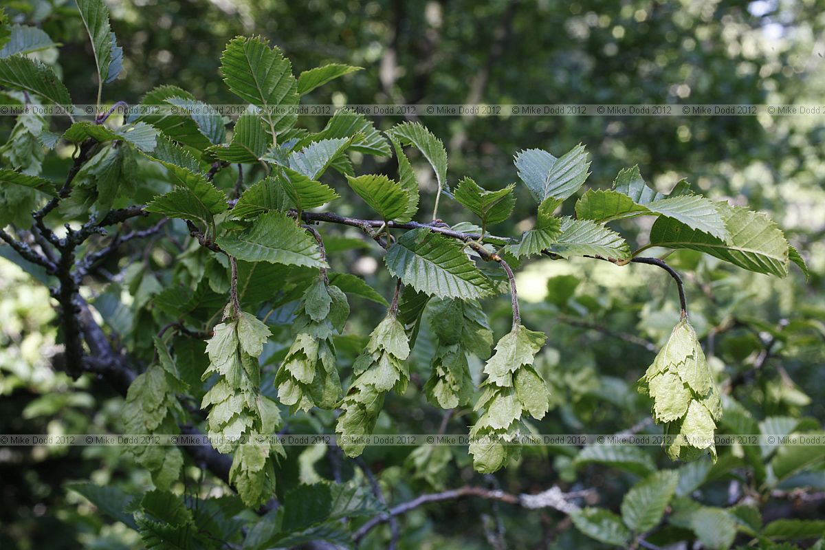 Carpinus orientalis Oriental Hornbeam