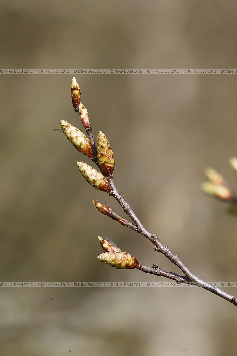 Carpinus orientalis Oriental Hornbeam