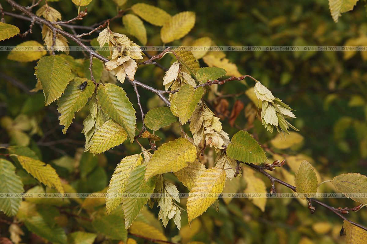 Carpinus turczaninovii