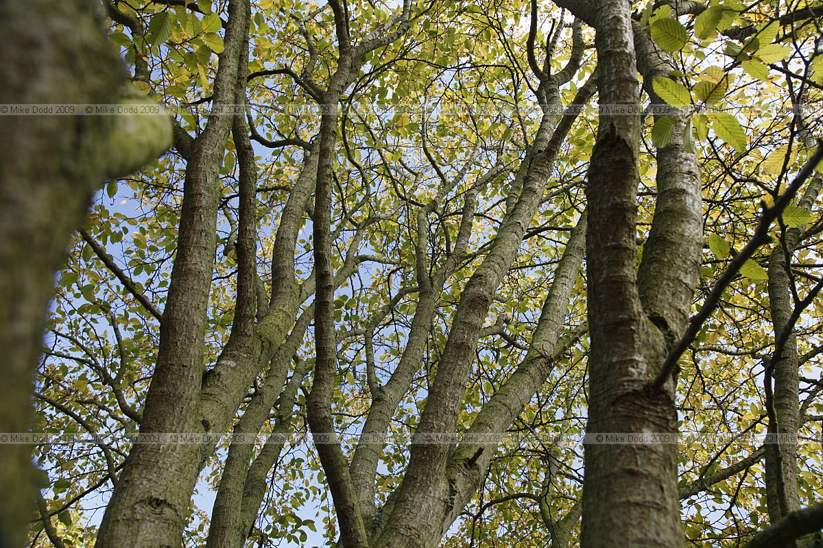 Carpinus turczaninovii