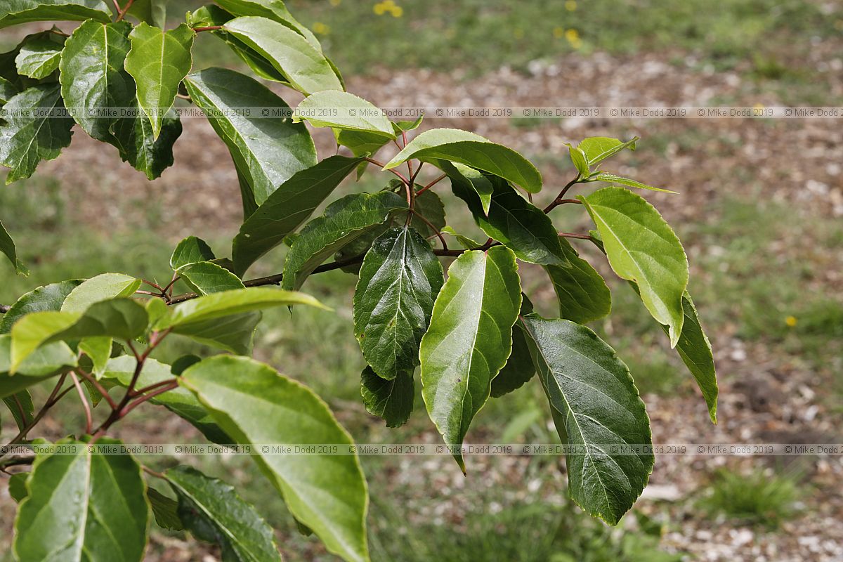 Carrierea calycina