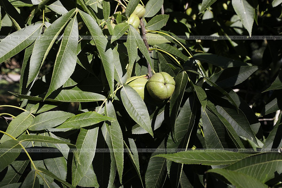 Carya ovata Shagbark hickory