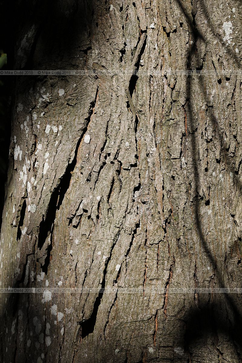 Carya ovata Shagbark hickory