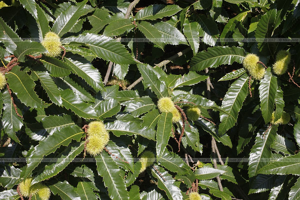 Castanea Chestnut