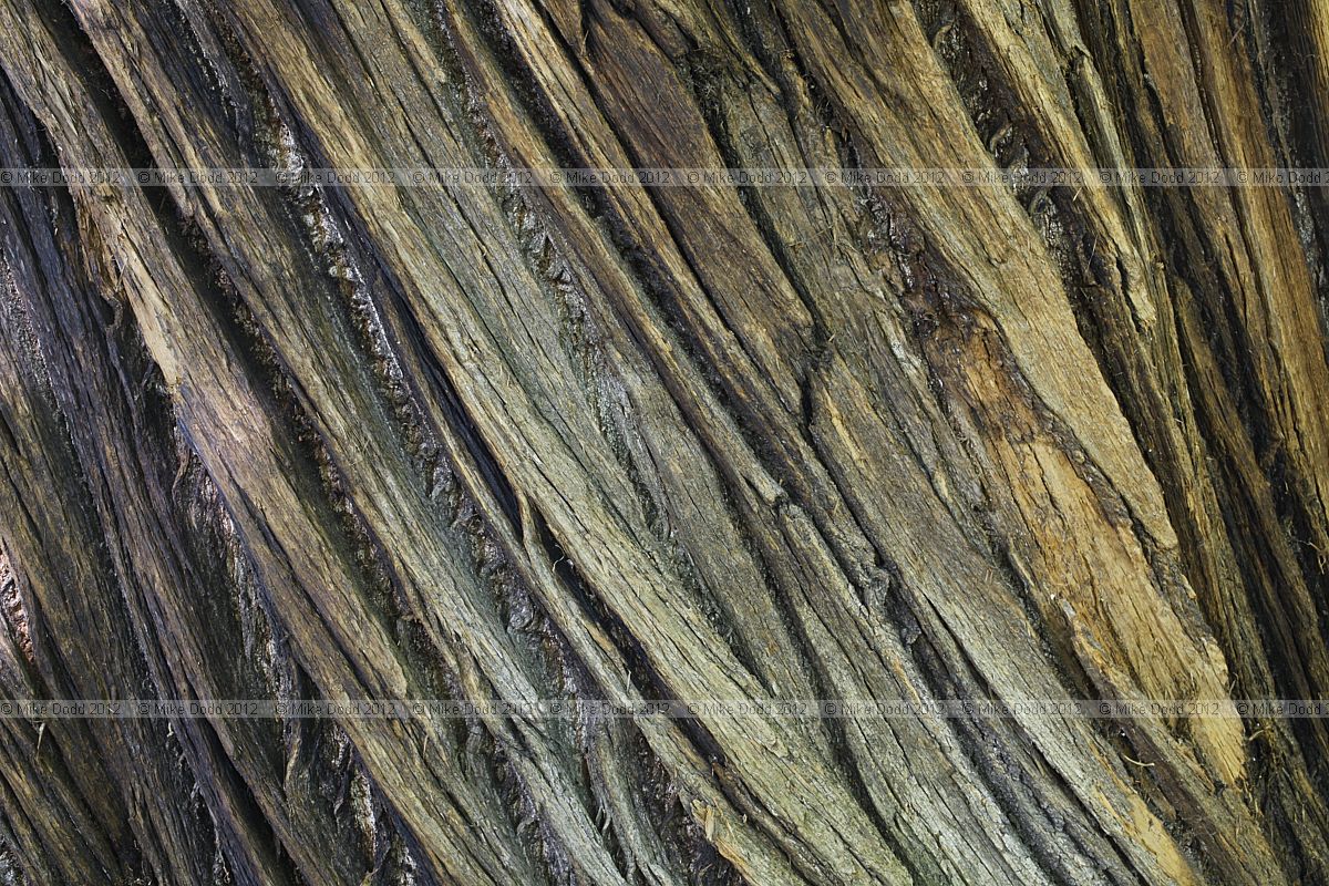 Castanea sativa Sweet chestnut