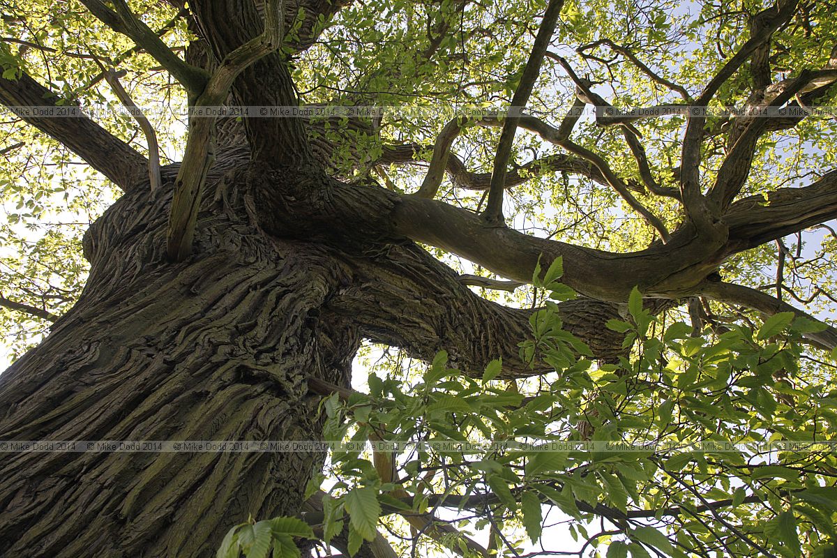 Castanea sativa Sweet chestnut