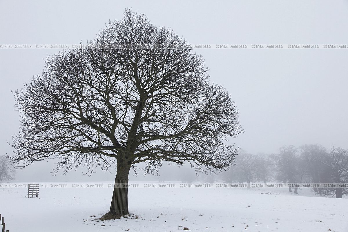 Castanea sativa Sweet chestnut
