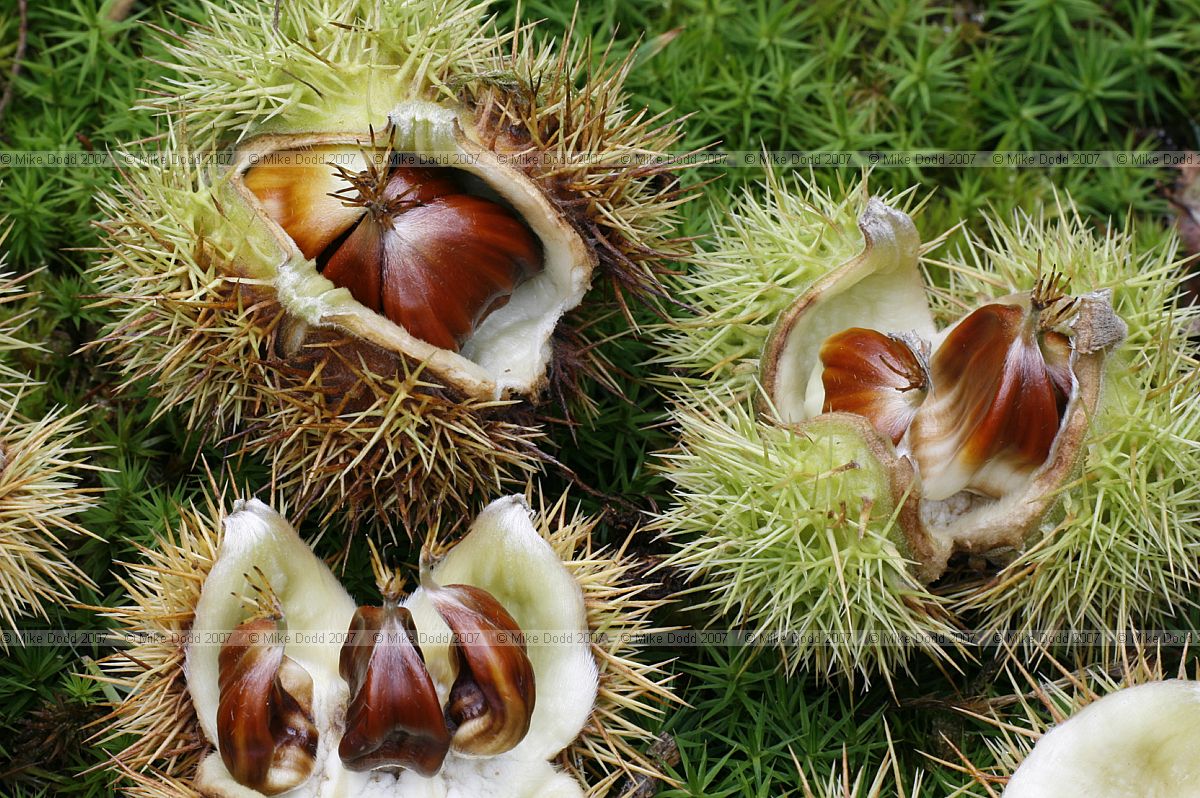 Castanea sativa Sweet Chestnut nuts in husk