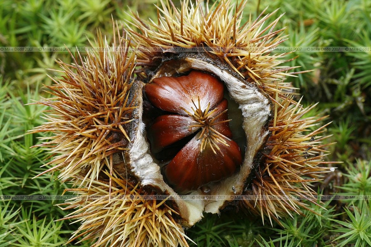 Castanea sativa Sweet Chestnut nuts in husk