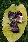 Castanea sativa Sweet Chestnut nuts on leaf