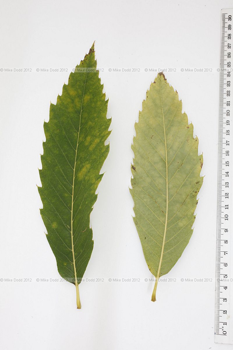 Castanea sativa Sweet chestnut
