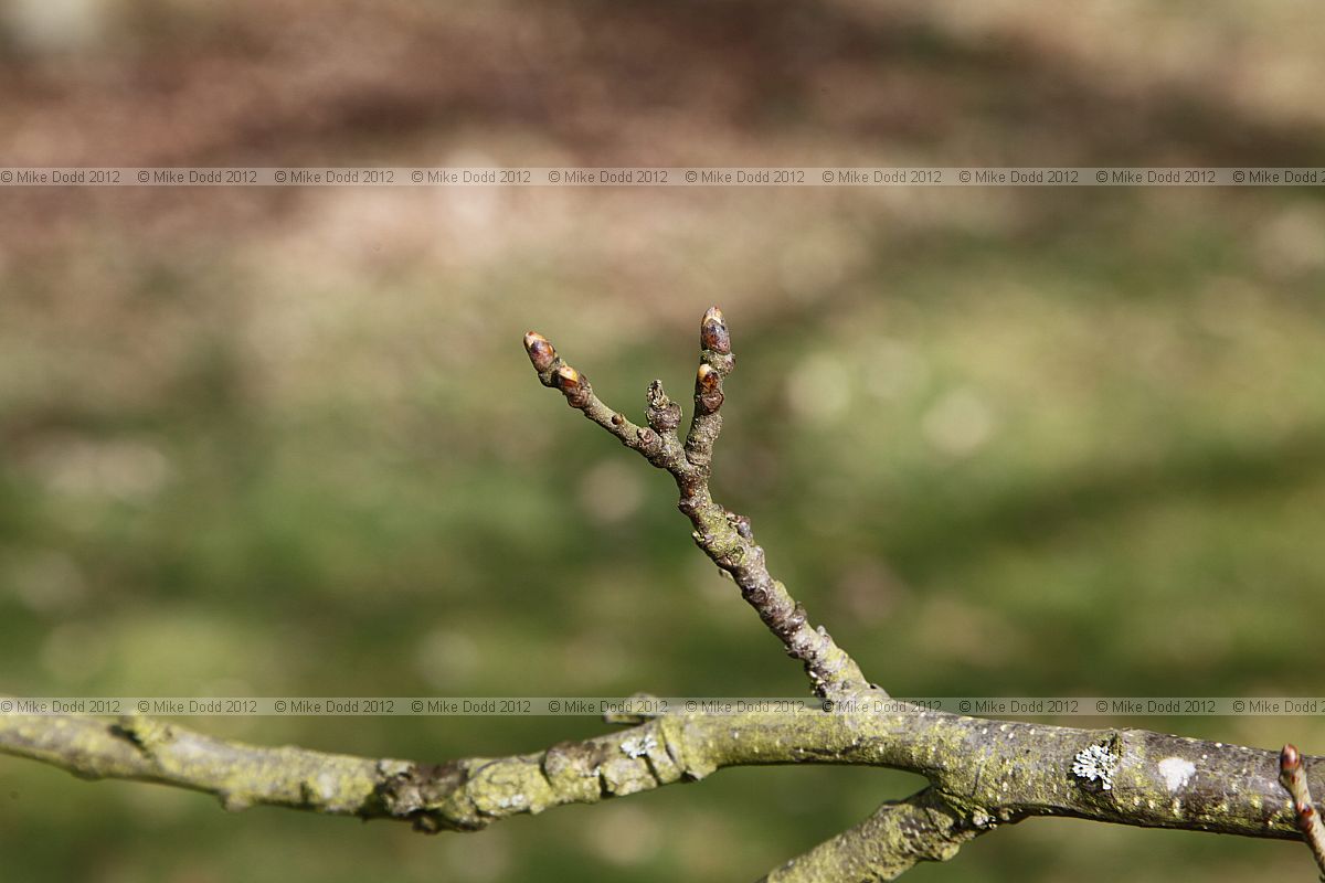 Castanea sativa Sweet chestnut