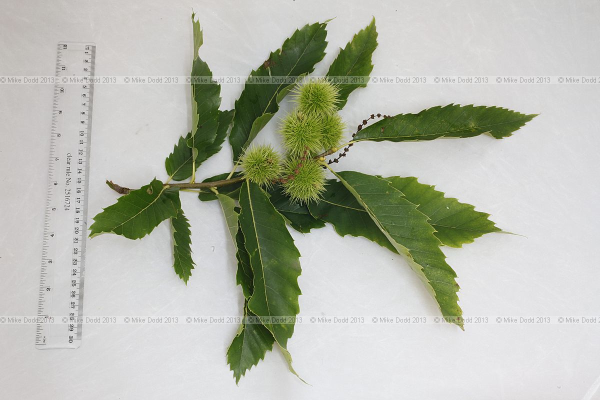 Castanea sativa Sweet Chestnut