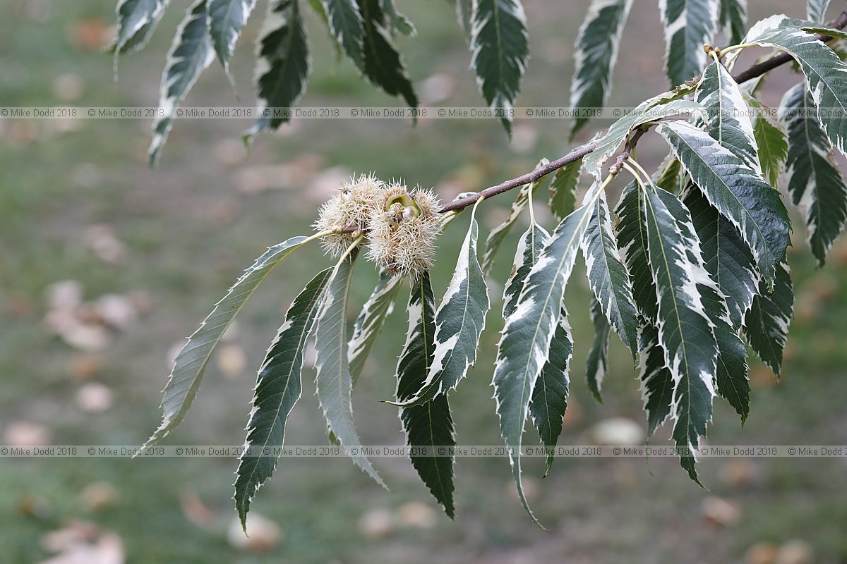 Castanea sativa 'Albomarginata'