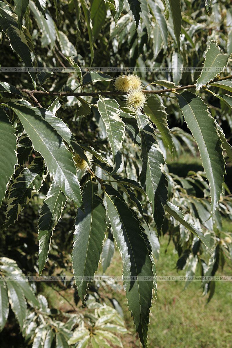 Castanea sativa 'Variegata'