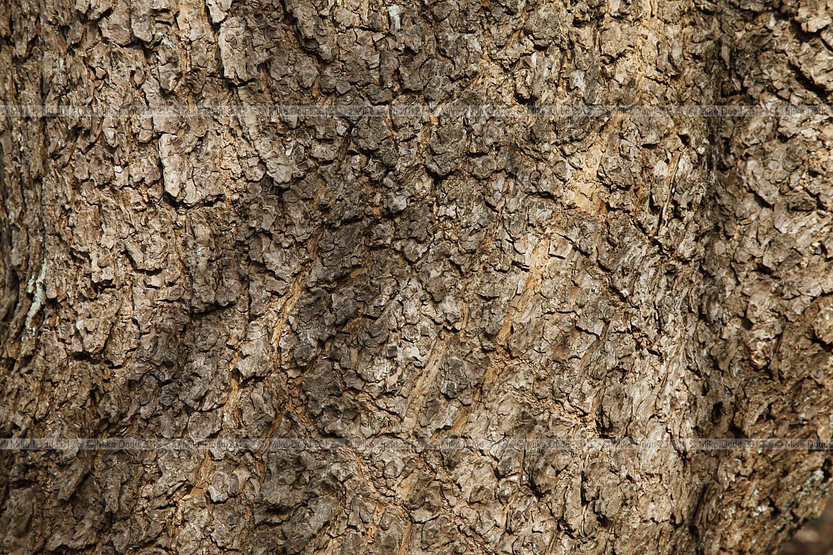 Catalpa bignonioides Indian bean