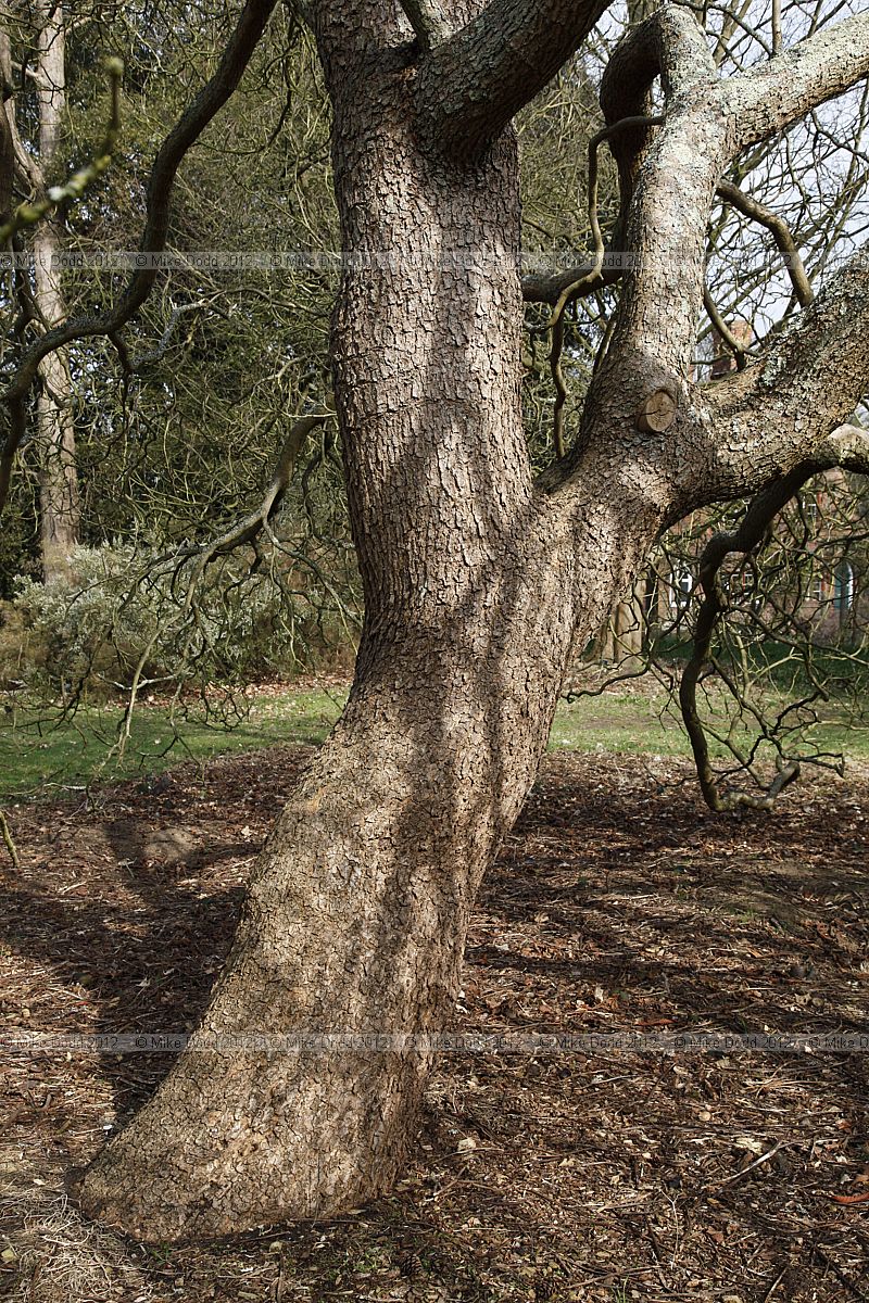 Catalpa bignonioides Indian bean