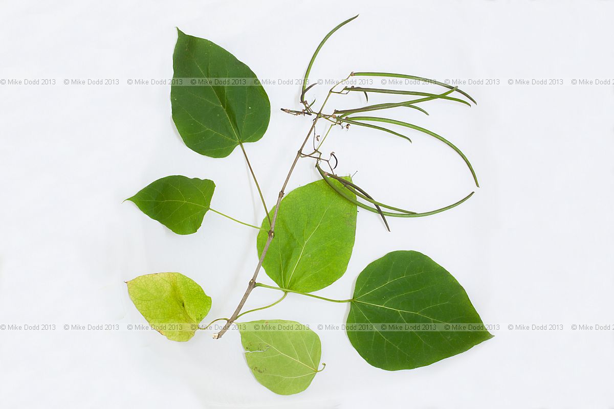 Catalpa bignonioides Indian Bean