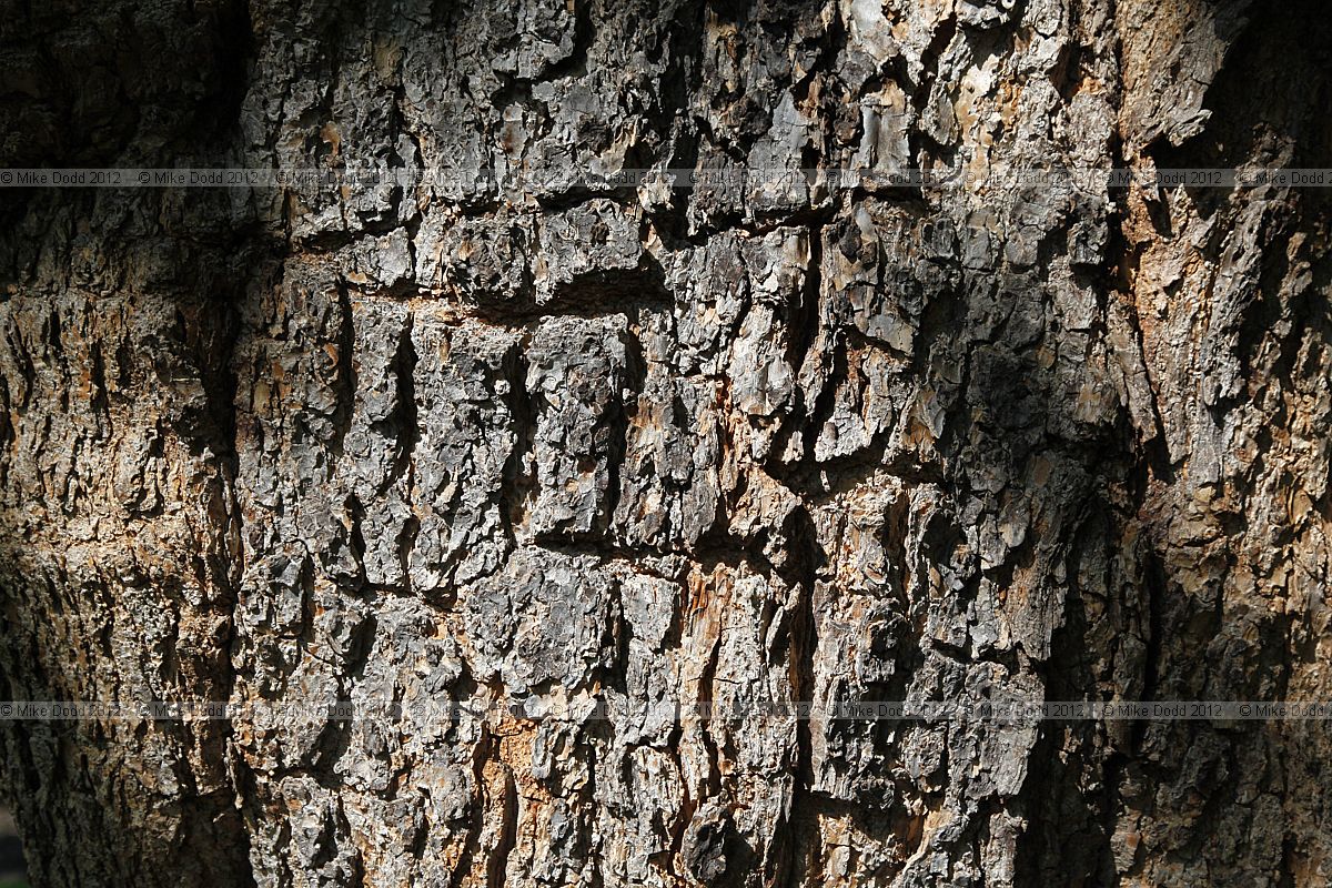 Catalpa bignonioides Indian bean