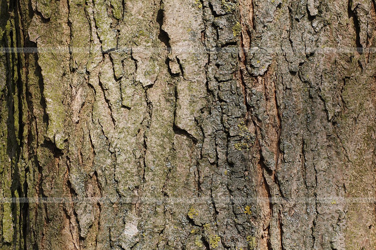 Catalpa bungei Manchurian catalpa