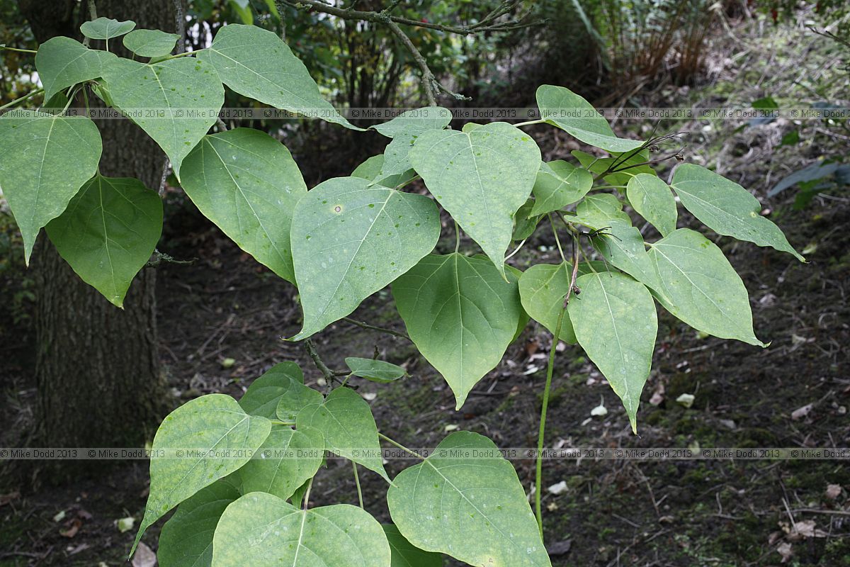 Catalpa fargesii f. duclouxii