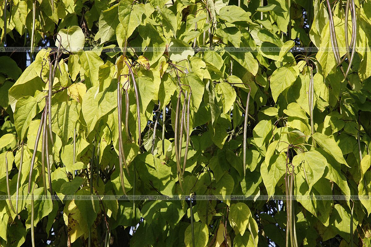Catalpa speciosa Western Catalpa