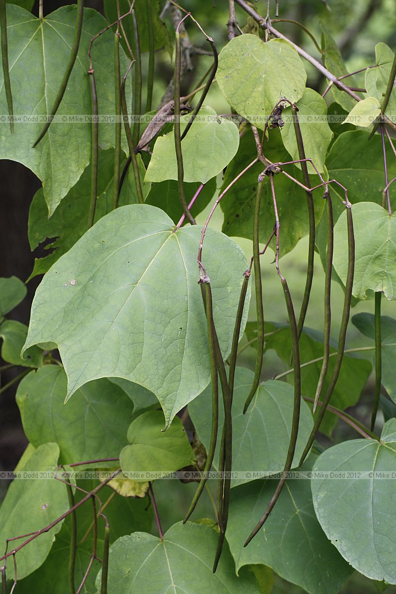 Catalpa x erubescens Hybrid Bean Tree