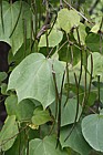 Catalpa x erubescens Hybrid Bean Tree