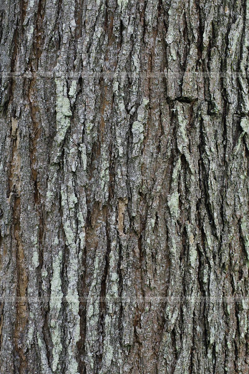 Catalpa x erubescens Hybrid Bean Tree