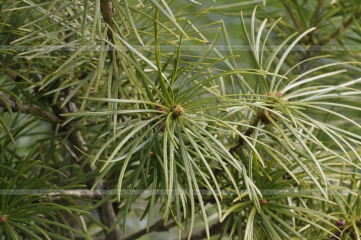 Cathaya argyrophylla
