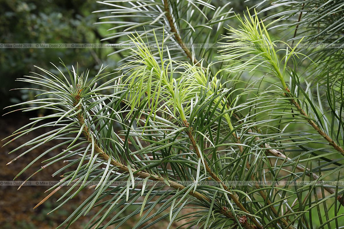 Cathaya argyrophylla
